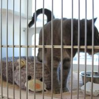 Adams Farm Animal Hospital, P.A. ico
