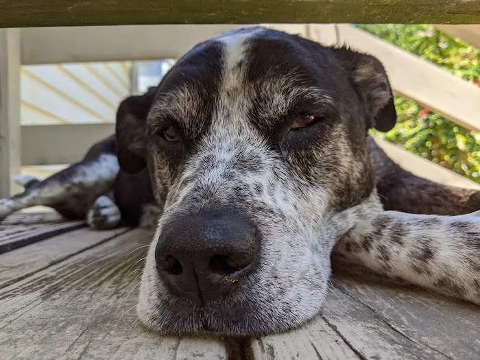 Adams Farm Animal Hospital, P.A. Picture 2