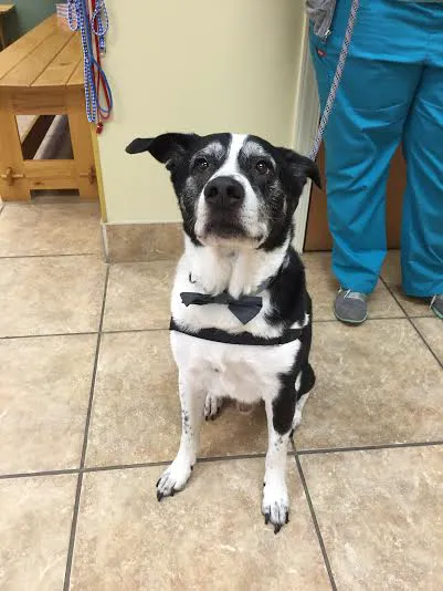 Adams Farm Animal Hospital, P.A. Picture 5