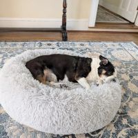 Ladysmith Veterinary Hospital ico