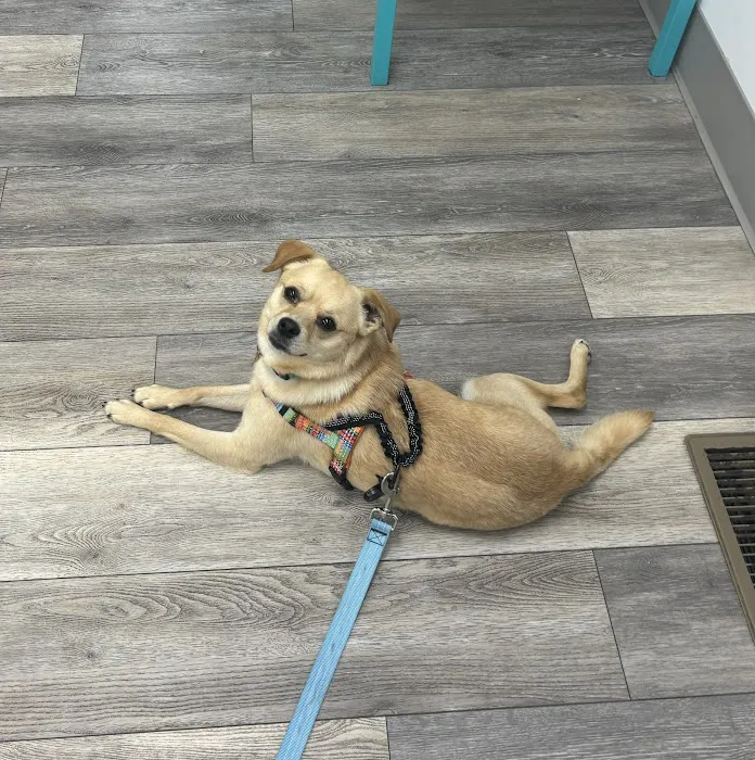 Ladysmith Veterinary Hospital Picture 6