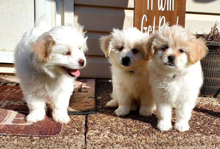 Ladysmith Veterinary Hospital Picture 8
