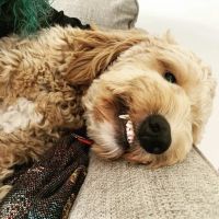 Bartels Pet Hospital ico