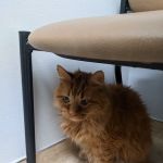 Apple Hill Animal Hospital