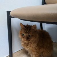 Apple Hill Animal Hospital ico