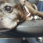 Brookview Animal Hospital
