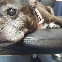 Brookview Animal Hospital ico