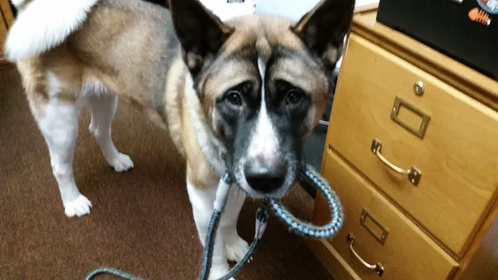 Brookview Animal Hospital Picture 2
