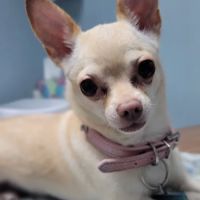 Suburban Animal Hospital - WE HAVE MERGED WITH KENTOWN ANIMAL HOSPITAL! ico