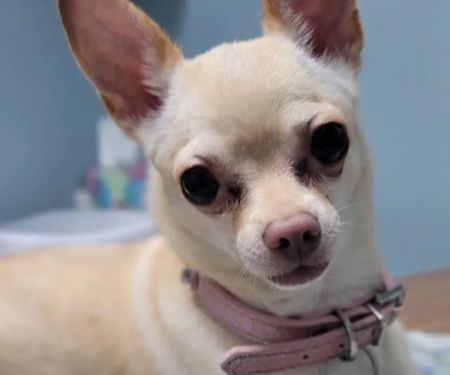 Suburban Animal Hospital - WE HAVE MERGED WITH KENTOWN ANIMAL HOSPITAL!