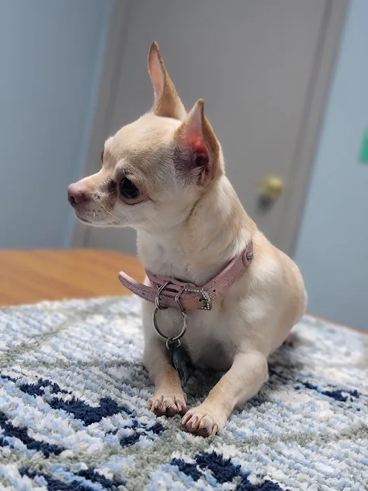 Suburban Animal Hospital - WE HAVE MERGED WITH KENTOWN ANIMAL HOSPITAL! Picture 4