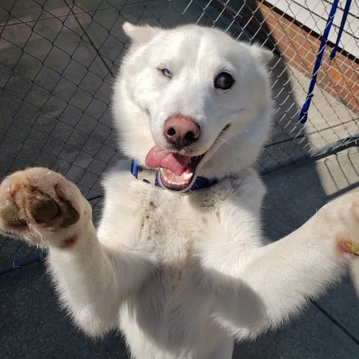Suburban Animal Hospital - WE HAVE MERGED WITH KENTOWN ANIMAL HOSPITAL! Picture 10