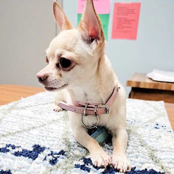 Suburban Animal Hospital - WE HAVE MERGED WITH KENTOWN ANIMAL HOSPITAL! Picture 5