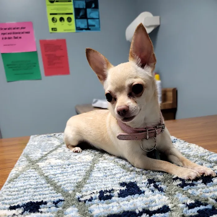 Suburban Animal Hospital - WE HAVE MERGED WITH KENTOWN ANIMAL HOSPITAL! Picture 7