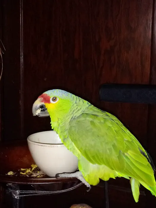 Broadview Animal & Bird Hospital Picture 7