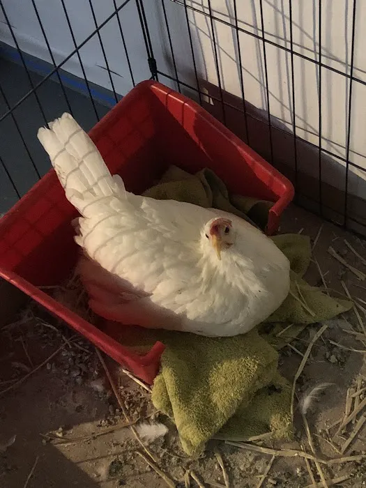Broadview Animal & Bird Hospital: Shaw S DVM Picture 1