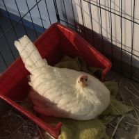 Broadview Animal & Bird Hospital: Shaw S DVM ico