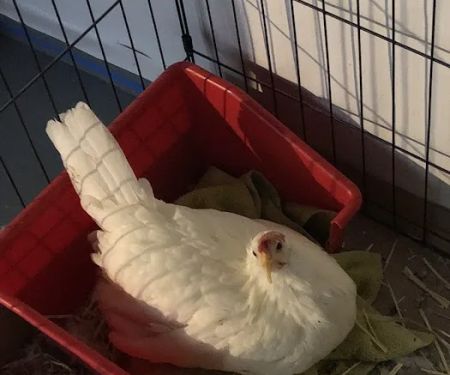 Broadview Animal & Bird Hospital: Shaw S DVM