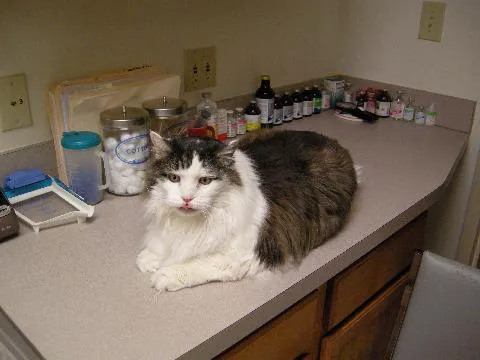 Aaron Animal Clinic Picture 8