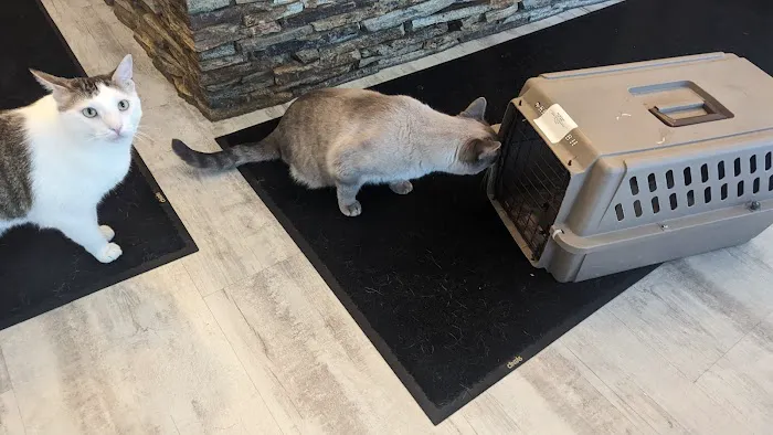Greystone Veterinary Hospital + Urgent Care Picture 9