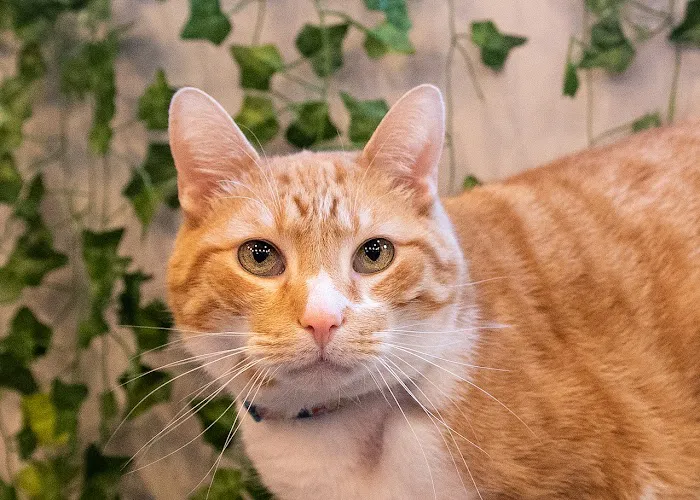 Greystone Veterinary Hospital + Urgent Care Picture 5