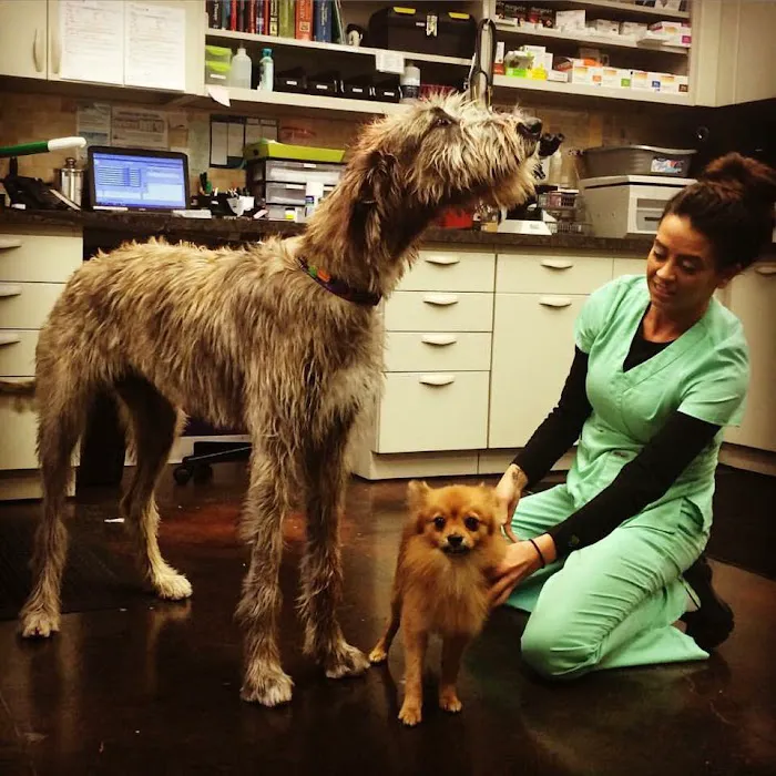 Greystone Veterinary Hospital + Urgent Care Picture 8