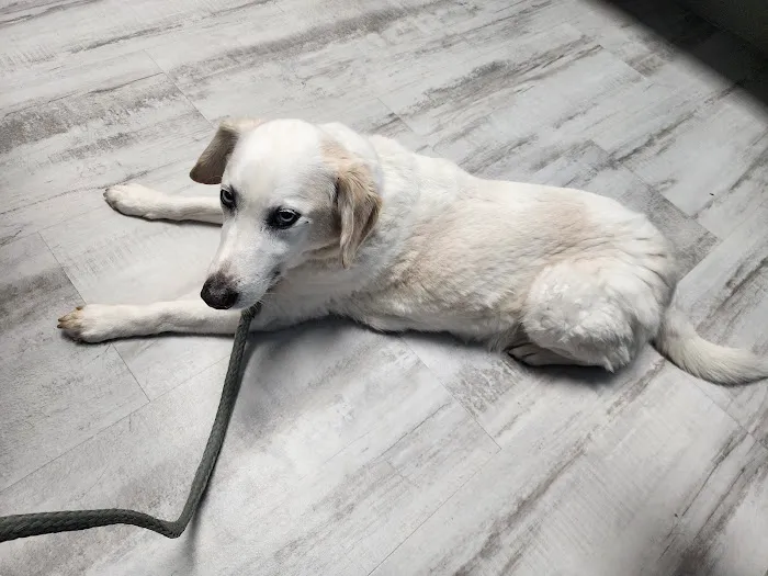 Greystone Veterinary Hospital + Urgent Care Picture 6