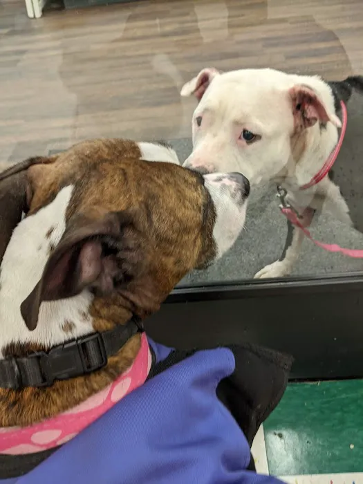 VIP Petcare Vaccination Clinic Picture 6