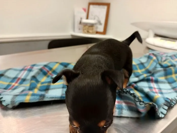 Ohio Valley Animal Clinic Picture 1