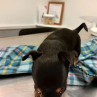 Ohio Valley Animal Clinic ico