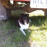 Meigs Veterinary Clinic