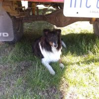 Meigs Veterinary Clinic ico