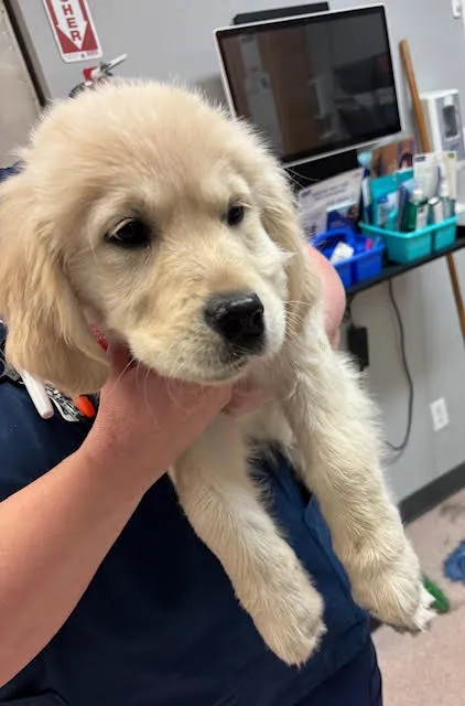 VCA Fairfield Animal Hospital Picture 3