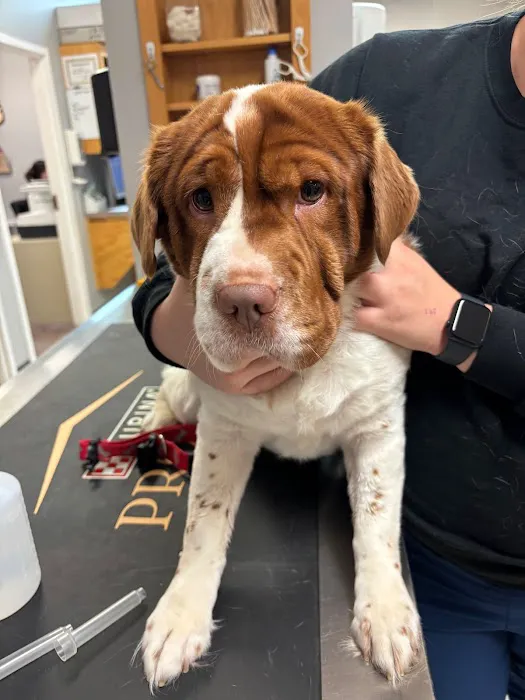 VCA Fairfield Animal Hospital Picture 6