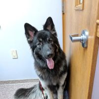 VCA Morris Animal Hospital ico