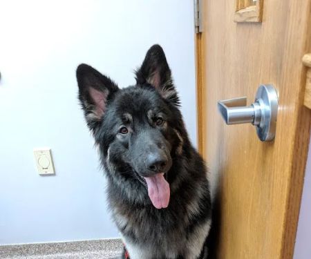 VCA Morris Animal Hospital