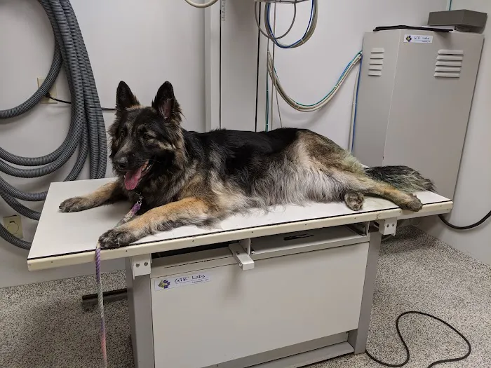 VCA Morris Animal Hospital Picture 7