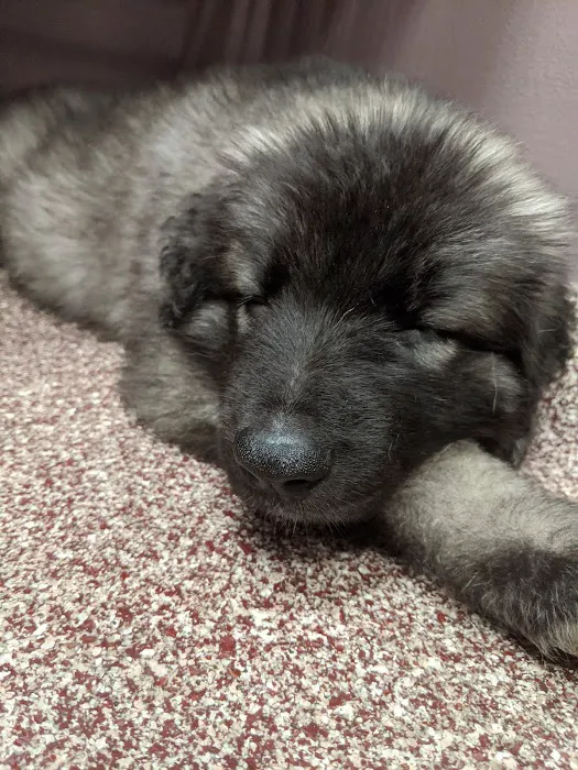 VCA Morris Animal Hospital Picture 6