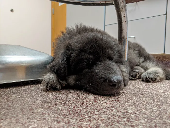 VCA Morris Animal Hospital Picture 9