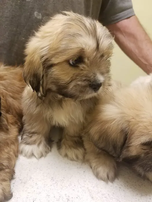 Masterson Veterinary Clinic Picture 6