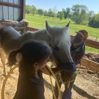 Flying Horse Veterinary Practice ico