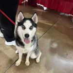 Fair Ave Veterinary Clinic