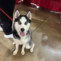 Fair Ave Veterinary Clinic ico