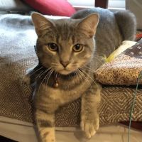 Sharon Center Veterinary Hospital ico