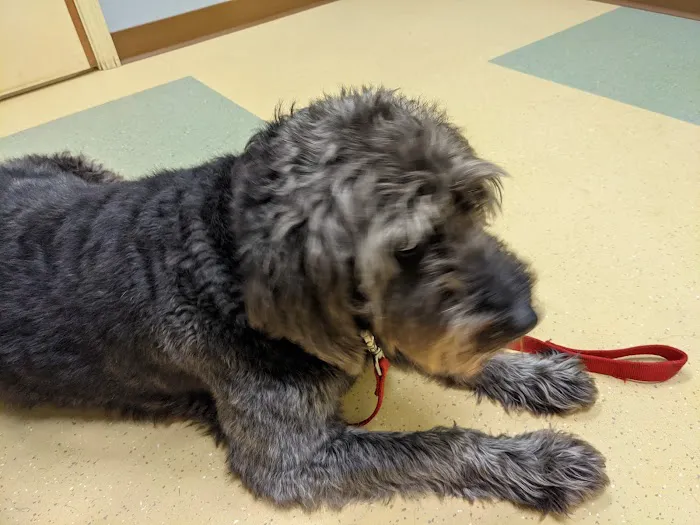 Sharon Center Veterinary Hospital Picture 4