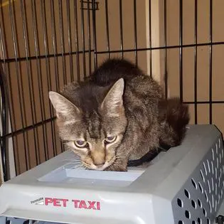 Mission Possible Animal Hospital Picture 1