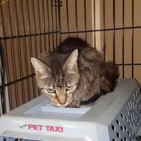 Mission Possible Animal Hospital ico