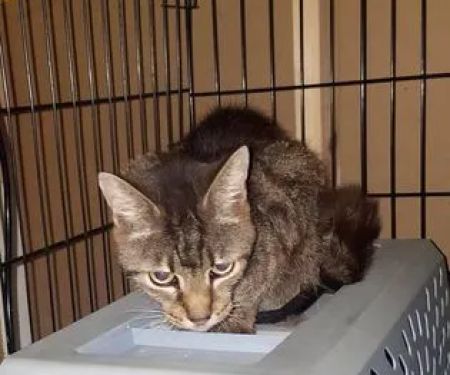 Mission Possible Animal Hospital