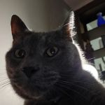 Banfield Pet Hospital