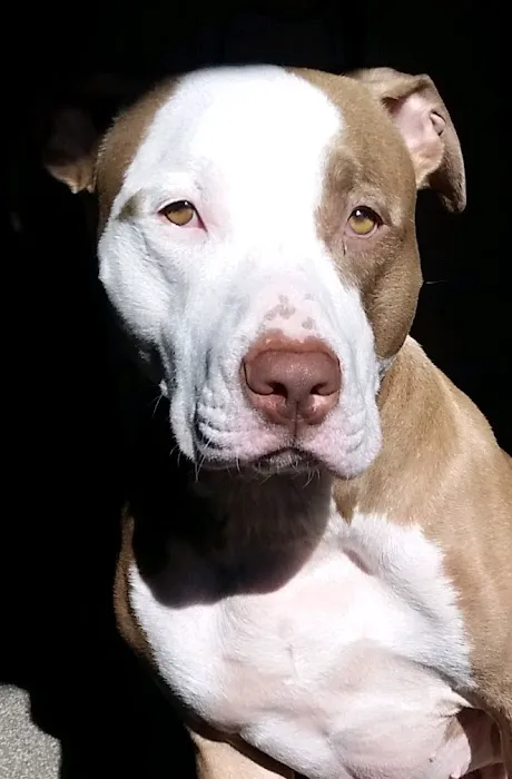 The Gentle Vet Picture 9